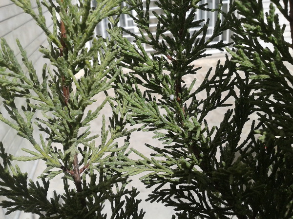 تصویر پرسش و پاسخ گیاه